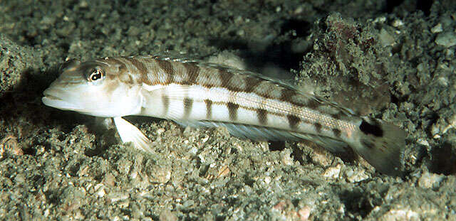 Image of Barfaced grubfish