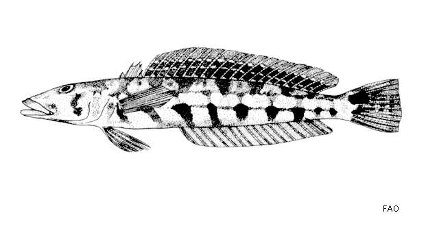 Image of Bar-faced weever