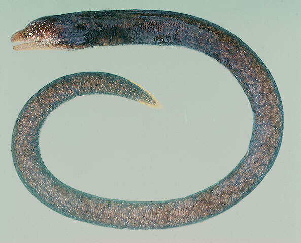 Image of Large-headed snake moray