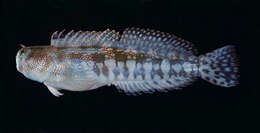 Слика од Blenniella gibbifrons (Quoy & Gaimard 1824)