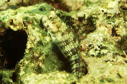 Слика од Blenniella gibbifrons (Quoy & Gaimard 1824)