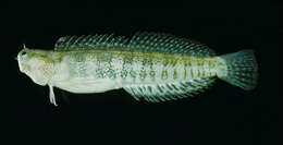 Image of Hump-headed Blenny