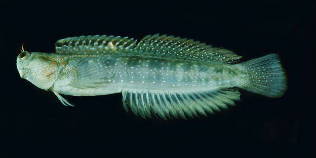 Image of Hump-headed Blenny