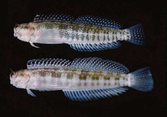 Image of Hump-headed Blenny