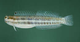 Image of Hump-headed Blenny