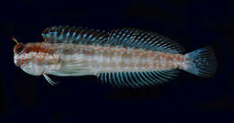 Image of Hump-headed Blenny