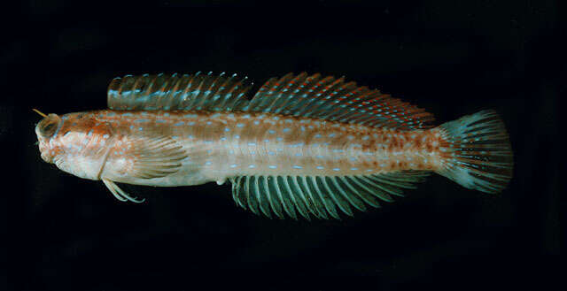 Image of Hump-headed Blenny