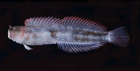 Image of Hump-headed Blenny