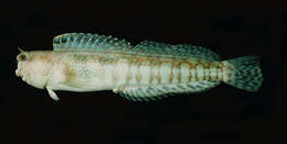 Image of Hump-headed Blenny