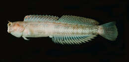 Image of Hump-headed Blenny