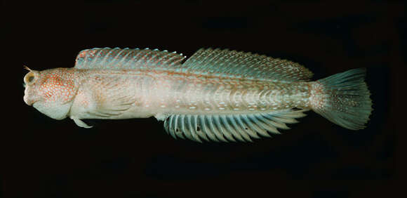 Image of Hump-headed Blenny