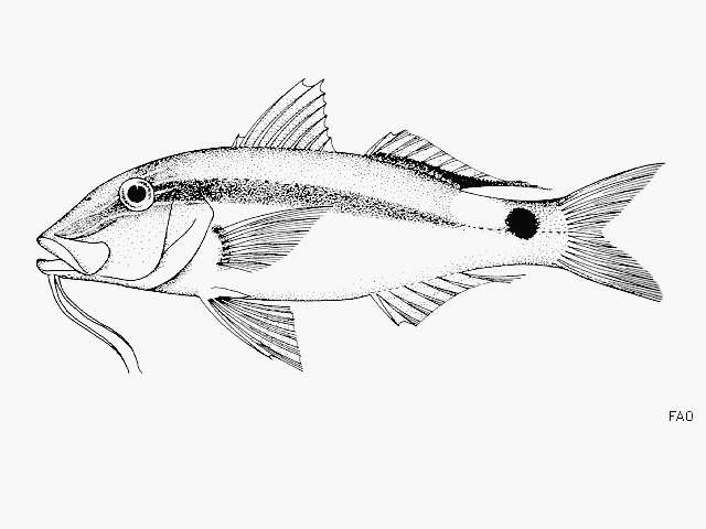 Image of Longbarbel goatfish