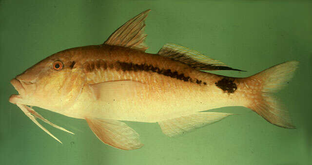 Image of Longbarbel goatfish