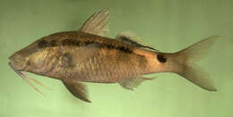 Image of Longbarbel goatfish