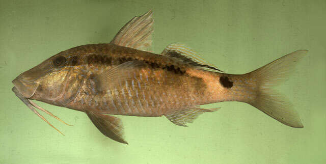 Image of Longbarbel goatfish