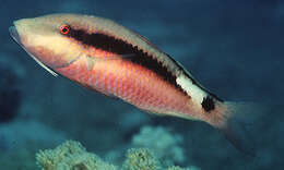 Image of Longbarbel goatfish