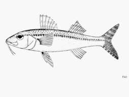 Image of Bar-tailed goatfish