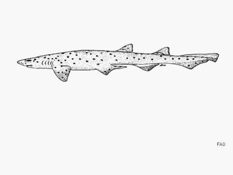 Image of Australian Spotted Catshark