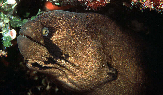 Image of Black cheek moray