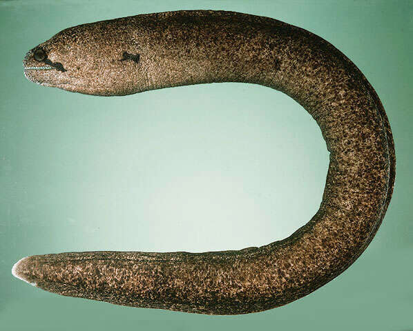 Image of Black cheek moray