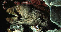 Image of Black cheek moray