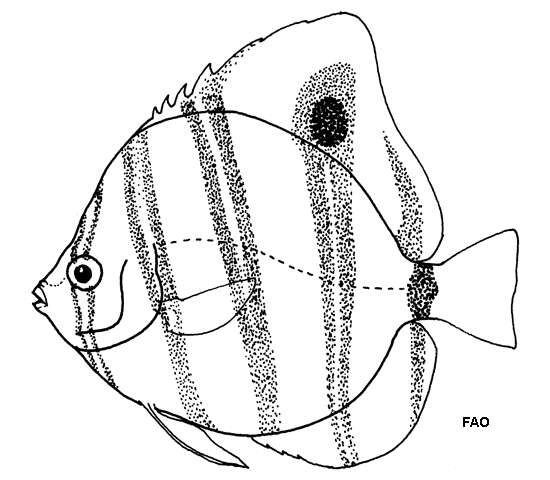 Image of Parachaetodon