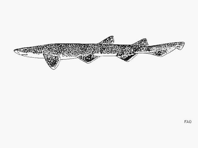 Image of Gulf Catshark