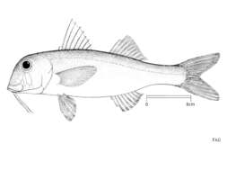 Image of Blunt-snouted Mullet