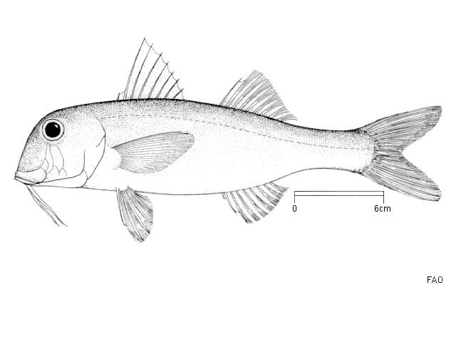 Image of Blunt-snouted Mullet
