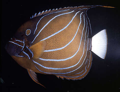 Image of Blue Ring Angelfish