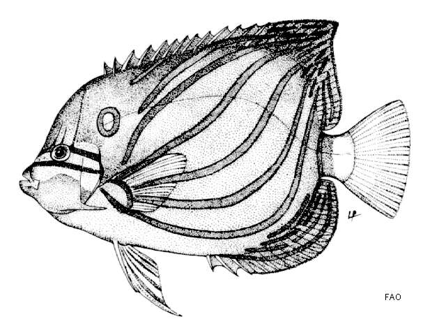 صورة Pomacanthus annularis (Bloch 1787)