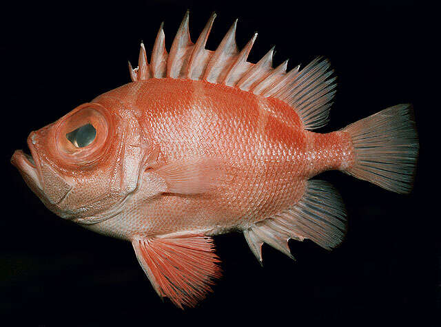 Image of Japanese bigeye