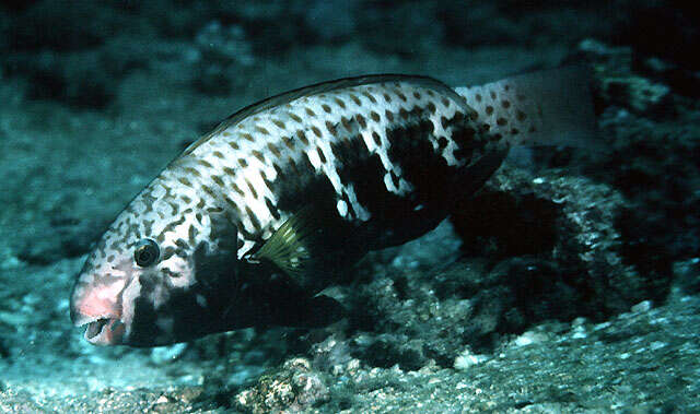 Image of Black crescent parrotfish