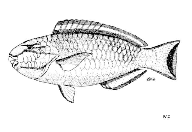 صورة Chlorurus atrilunula (Randall & Bruce 1983)