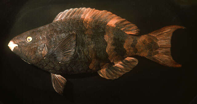 Image of Bartail parrotfish