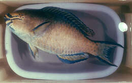 Image of Bartail parrotfish