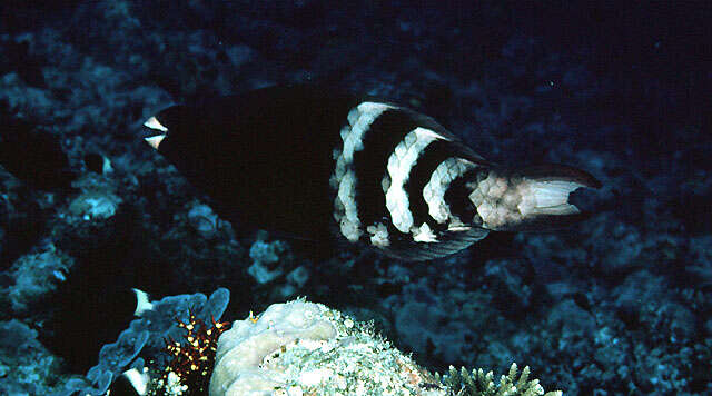 Image of Bartail parrotfish