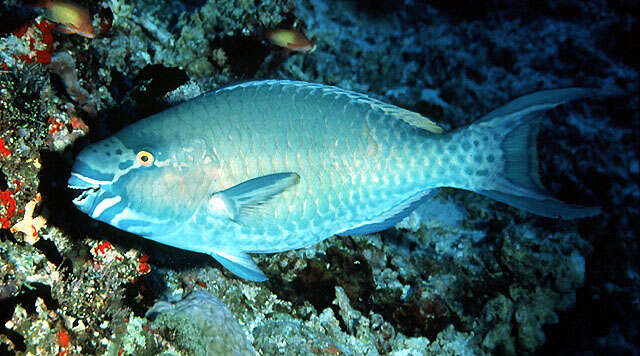 Image of Bartail parrotfish