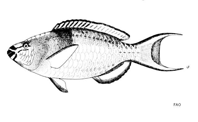 Imagem de Scarus caudofasciatus (Günther 1862)