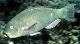 Image of Captain Parrotfish