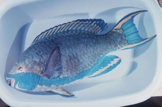 Image of Greenbelly Parrotfish