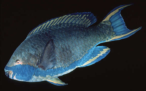 Image of Greenbelly Parrotfish