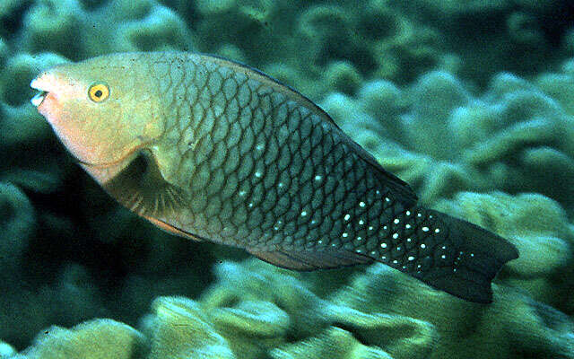 Image of Greenbelly Parrotfish