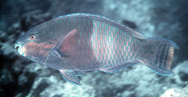 Image of Eclipse parrotfish