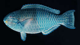Image of Eclipse parrotfish