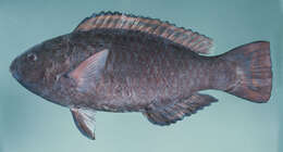 Image of Eclipse parrotfish