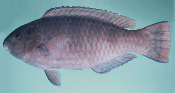 Image of Eclipse parrotfish