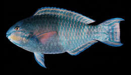 Image of Eclipse parrotfish