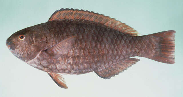 Image of Eclipse parrotfish