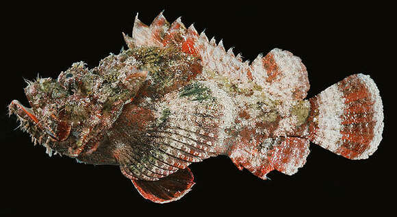 Image of False stonefish